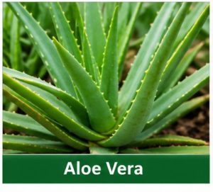 Aloe Vera