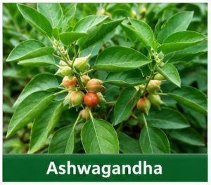 Ashwagandha