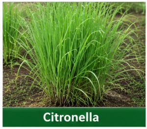 Citronella