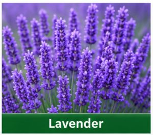 Lavender