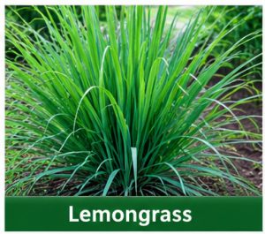 Lemongrass