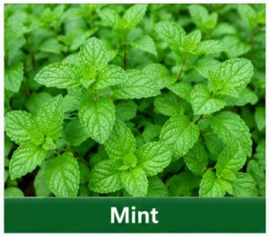 Mint