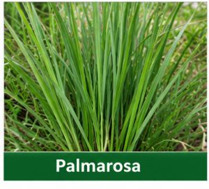 Palmarosa