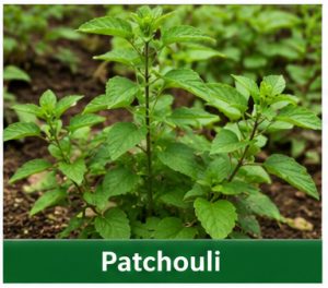 Patchouli