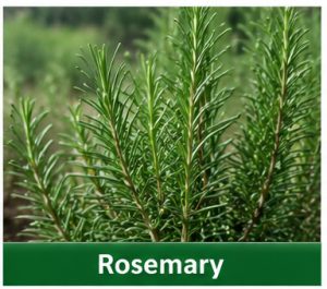 Rosemary
