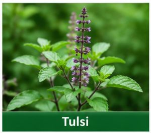 Tulsi