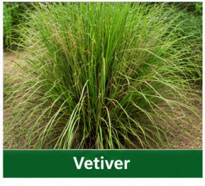 Vetiver